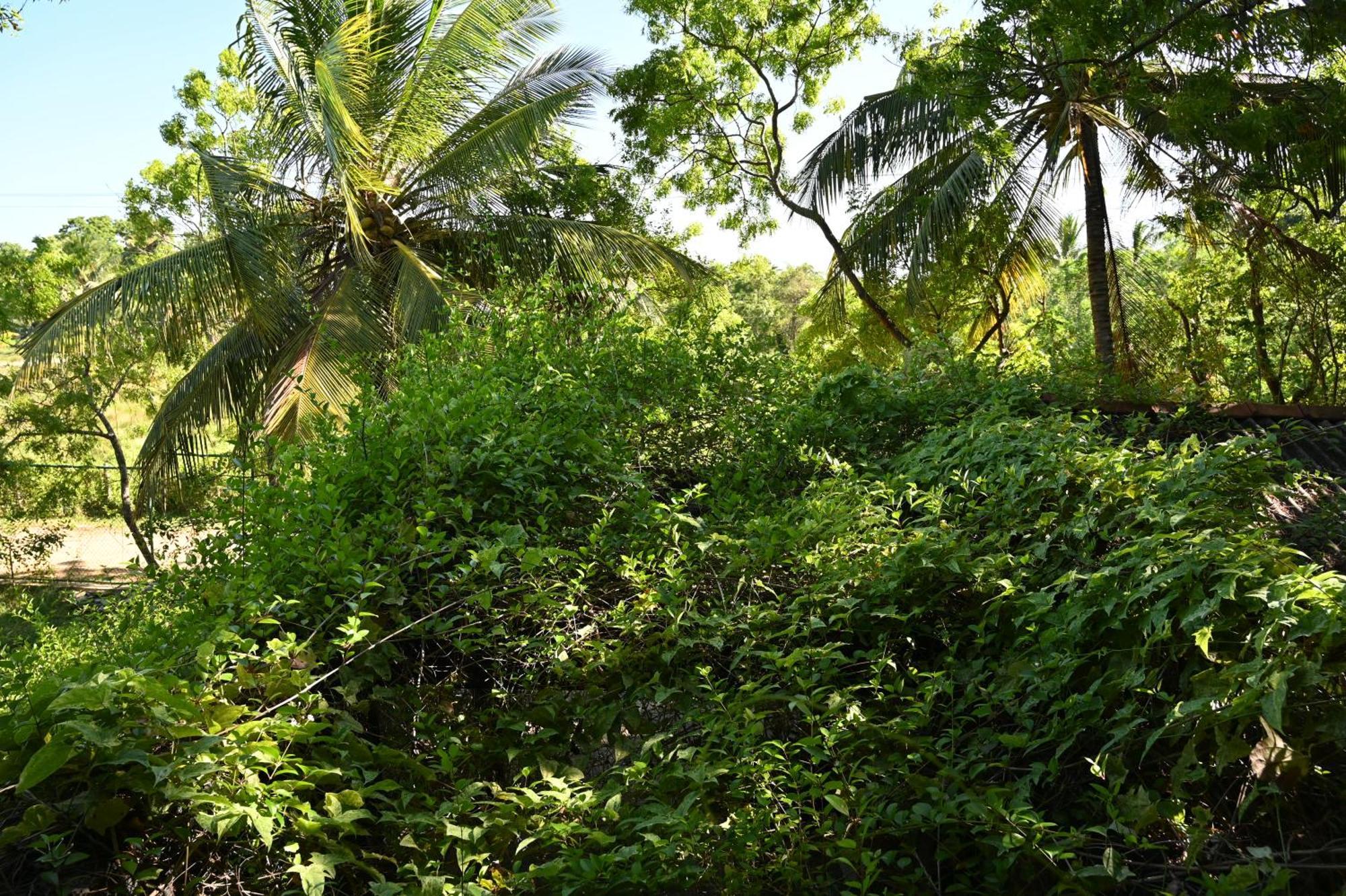 Breezy * Tissamaharama